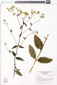 Eupatorium album image