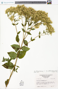 Eupatorium rotundifolium subsp. ovatum image