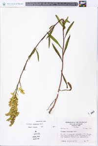 Solidago pinetorum image