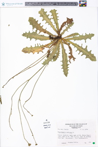 Hypochaeris radicata image