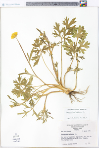 Ranunculus bulbosus image