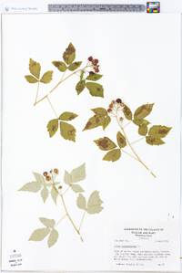 Rubus occidentalis image