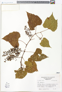 Vitis vulpina image