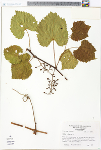 Vitis vulpina image