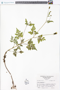 Bidens bipinnata image