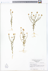 Polygala mariana image