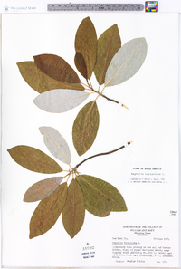 Magnolia virginiana image