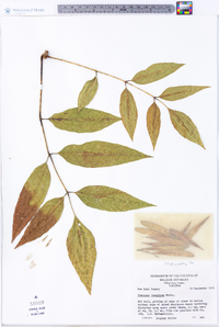 Fraxinus tomentosa image