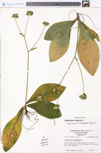 Elephantopus tomentosus image