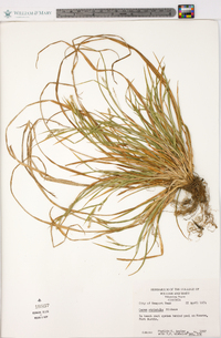 Carex striatula image