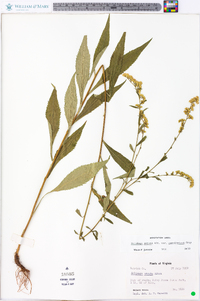 Solidago arguta var. caroliniana image