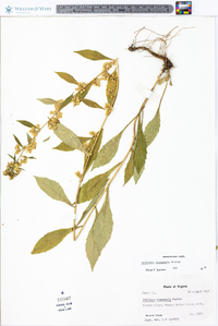 Solidago roanensis image