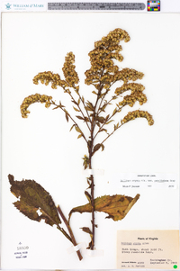 Solidago arguta var. caroliniana image