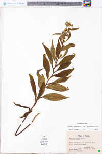 Solidago arguta var. caroliniana image