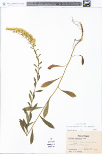 Solidago nemoralis var. nemoralis image