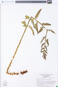 Dryopteris celsa image