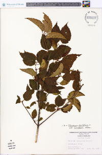 Viburnum dentatum var. lucidum image