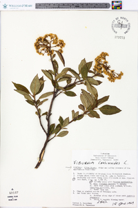 Viburnum cassinoides image