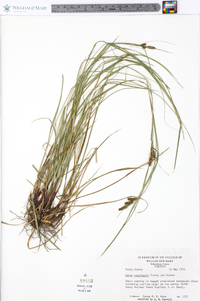 Carex complanata image