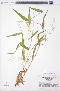 Dichanthelium dichotomum var. ramulosum image