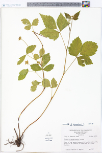 Rubus flagellaris image