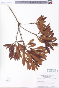 Morella cerifera image