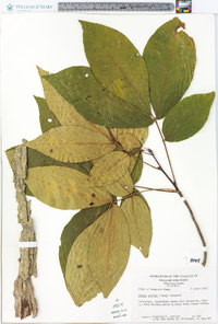 Carya ovalis image