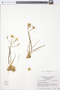 Ornithogalum umbellatum image