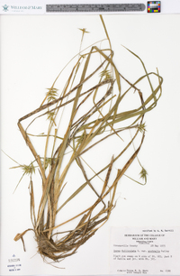 Carex folliculata image