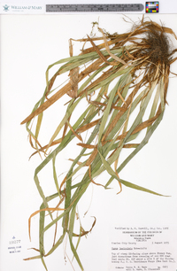 Carex laxiculmis image