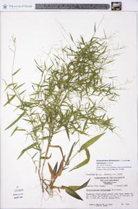 Dichanthelium dichotomum var. ramulosum image