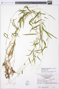 Dichanthelium dichotomum var. ramulosum image