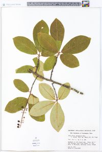 Prunus alabamensis image