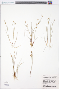 Juncus pelocarpus image