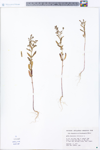 Trichostema dichotomum image