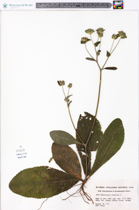 Elephantopus tomentosus image