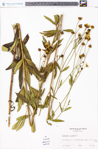 Coreopsis tripteris image