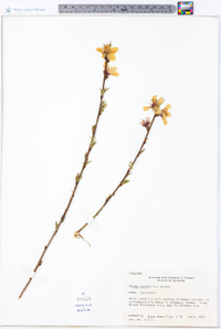 Prunus persica image