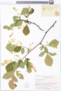 Styrax grandifolius image