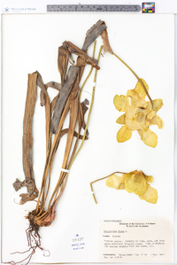 Sarracenia flava image