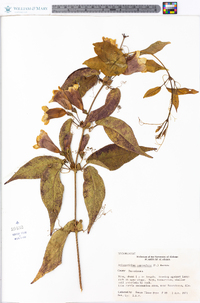 Bignonia capreolata image