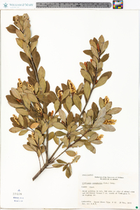 Cliftonia monophylla image