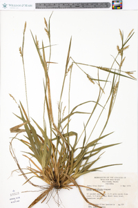 Carex crebriflora image