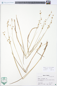 Juncus debilis image