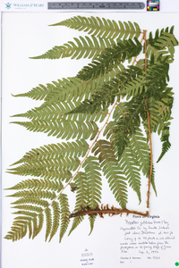 Dryopteris goldieana image