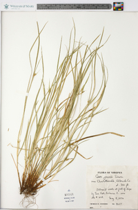 Carex jamesii image