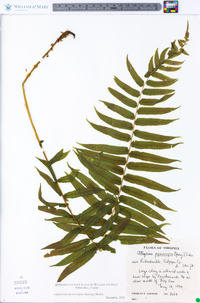 Athyrium pycnocarpon image