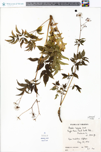 Aralia hispida image