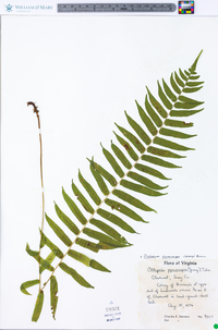 Athyrium pycnocarpon image