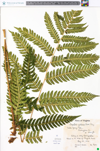 Dryopteris goldieana image